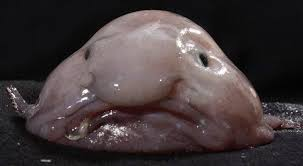 Blobfish Blank Meme Template