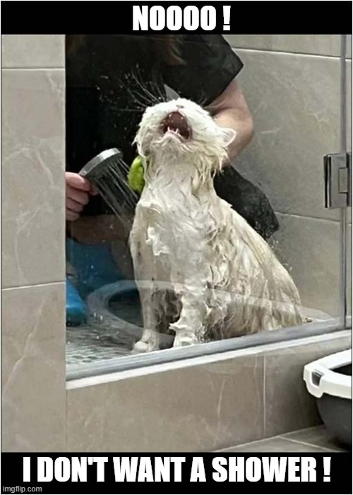 Rate This Cats' Overacting Skills ! | NOOOO ! I DON'T WANT A SHOWER ! | image tagged in cats,shower,overacting | made w/ Imgflip meme maker