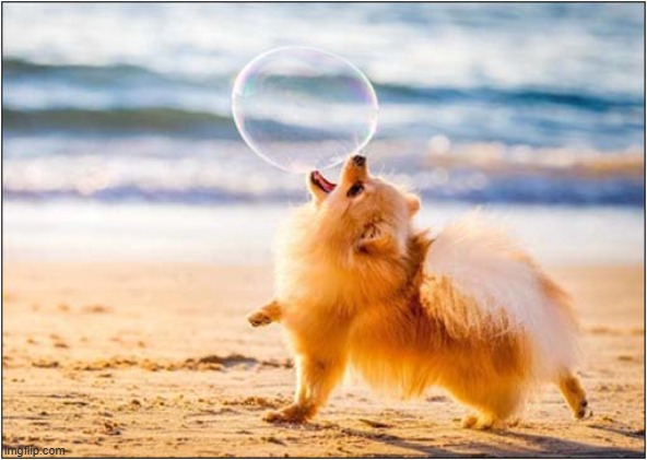 This Is A Very Confusing Ball ? | image tagged in dogs,bubble,confusion | made w/ Imgflip meme maker