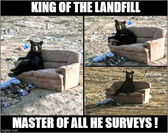 A Bear On His Sofa Throne ! | KING OF THE LANDFILL; MASTER OF ALL HE SURVEYS ! | image tagged in bears,sofa,throne,landfill | made w/ Imgflip meme maker