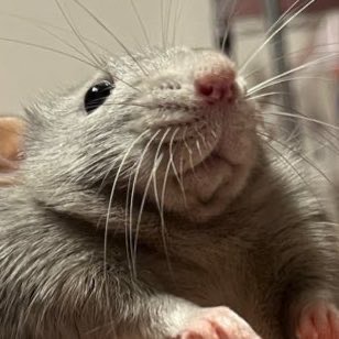 cringe rat Blank Meme Template