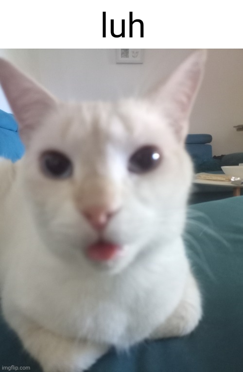 luh (my cat) | luh | image tagged in cats,tongue | made w/ Imgflip meme maker