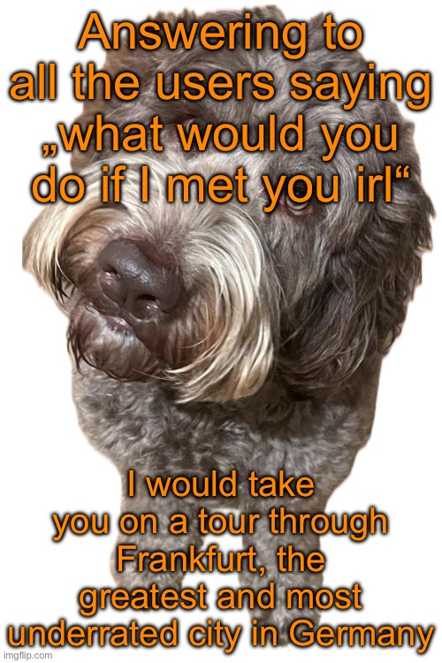 Norther's dog | Answering to all the users saying „what would you do if I met you irl“; I would take you on a tour through Frankfurt, the greatest and most underrated city in Germany | image tagged in norther's dog | made w/ Imgflip meme maker