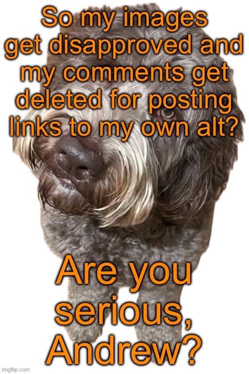 The rules explicitly say „troll alts“ and the posts explicitly said „my alt“ | So my images get disapproved and my comments get deleted for posting links to my own alt? Are you serious, Andrew? | image tagged in norther's dog | made w/ Imgflip meme maker