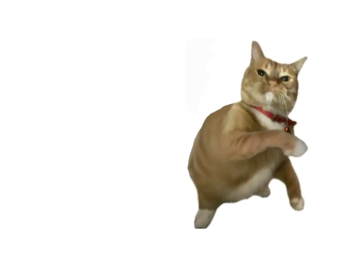 throwing cat new Blank Meme Template