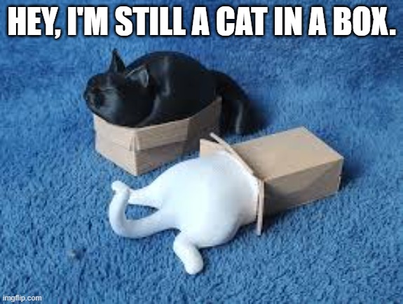 Technically, she's still a cat in a box.       - funny - | HEY, I'M STILL A CAT IN A BOX. | image tagged in cats,funny,kittens,humor,boxes,cat meme | made w/ Imgflip meme maker