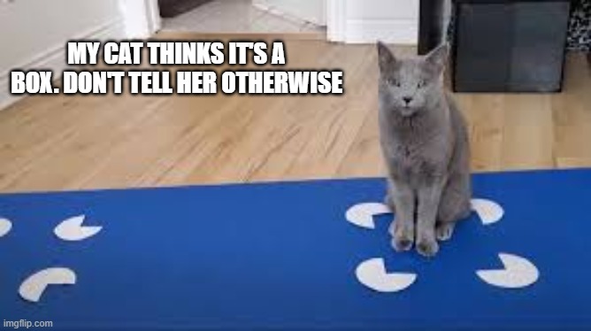 The cat thinks this is a box. Don't tell her it's not. | MY CAT THINKS IT'S A BOX. DON'T TELL HER OTHERWISE | image tagged in cats,funny,kittens,humor,box,funny cat memes | made w/ Imgflip meme maker