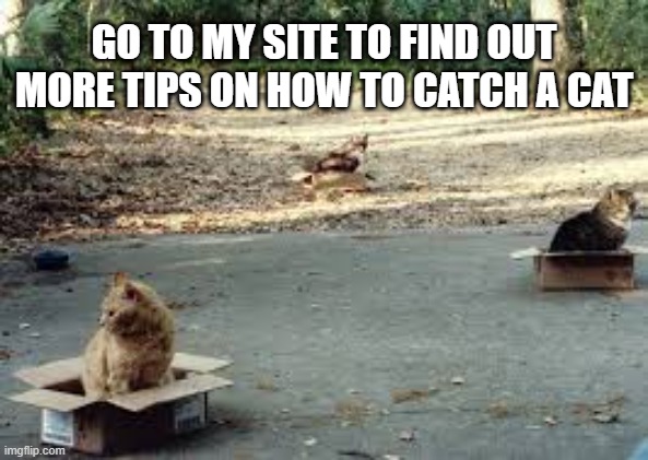Here's a tip on how to catch cats.   -- funny -- | GO TO MY SITE TO FIND OUT MORE TIPS ON HOW TO CATCH A CAT | image tagged in cats,funny,kittens,humor,its a trap,catch | made w/ Imgflip meme maker