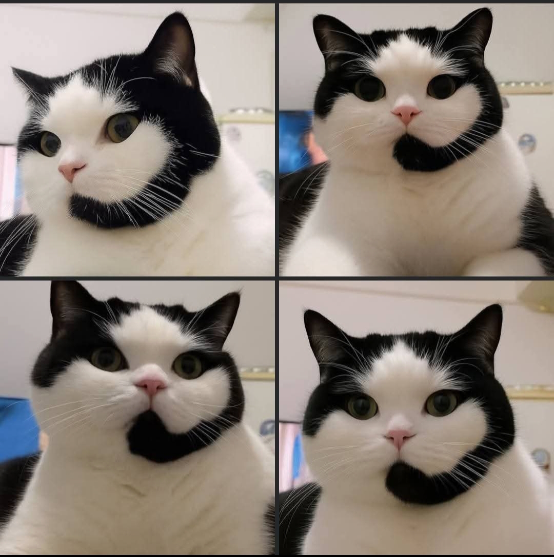 Support Cat Blank Meme Template
