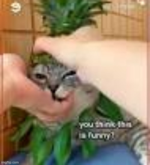 image tagged in cats | made w/ Imgflip meme maker