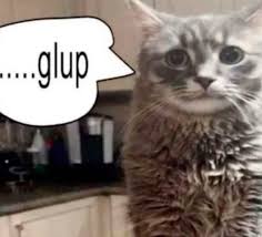 Gulp Cat Blank Meme Template