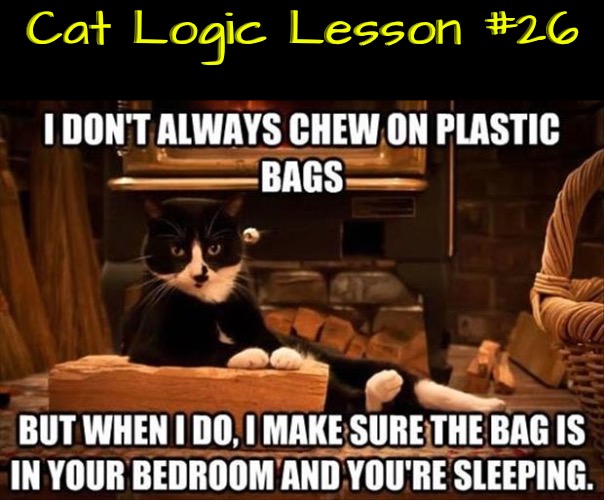 Lesson #26 | Cat Logic Lesson #26 | image tagged in cats,funny cat memes,logic,life lessons,noise,i dont always | made w/ Imgflip meme maker