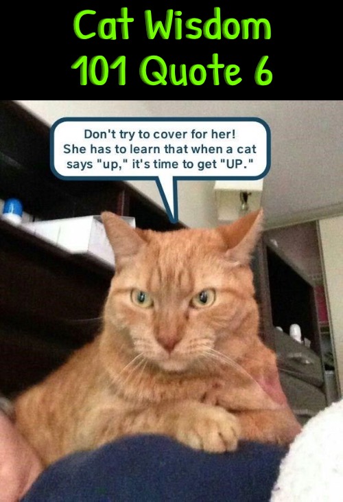 Cat Wisdom 101 Quote 6 | Cat Wisdom 101 Quote 6 | image tagged in cats,funny cats,words of wisdom,quotes,selfishness,learning | made w/ Imgflip meme maker