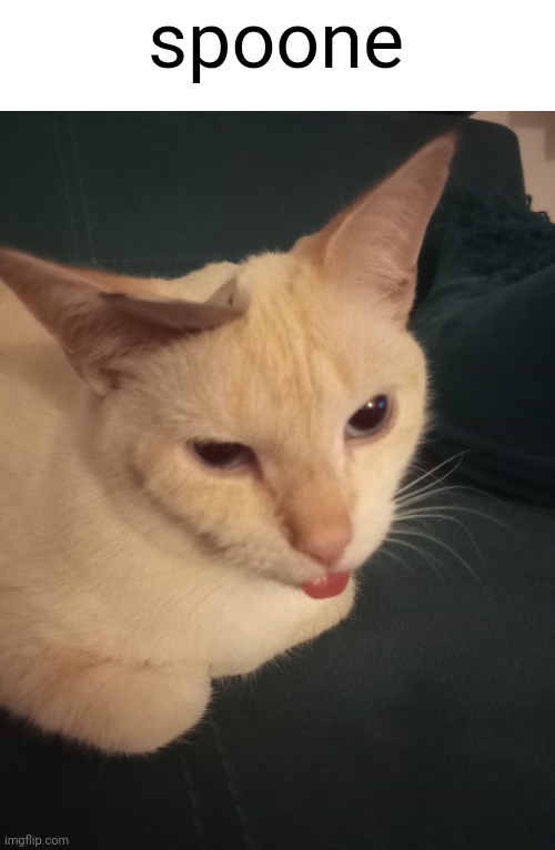 ? | spoone | image tagged in cat,cats,funny cats,spoon | made w/ Imgflip meme maker