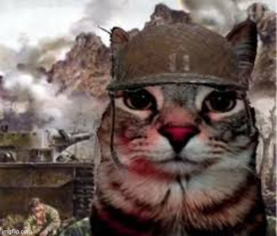 soldier cat | image tagged in soldier cat | made w/ Imgflip meme maker