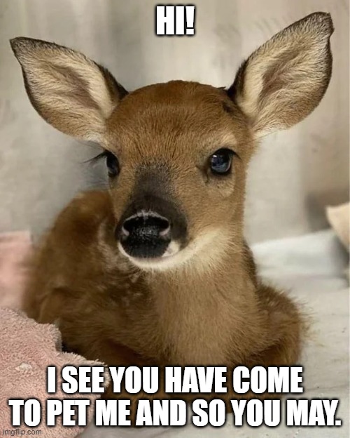 Deer sitting on blankie meme | HI! I SEE YOU HAVE COME TO PET ME AND SO YOU MAY. | image tagged in cute baby deer sitting on blankie meme | made w/ Imgflip meme maker
