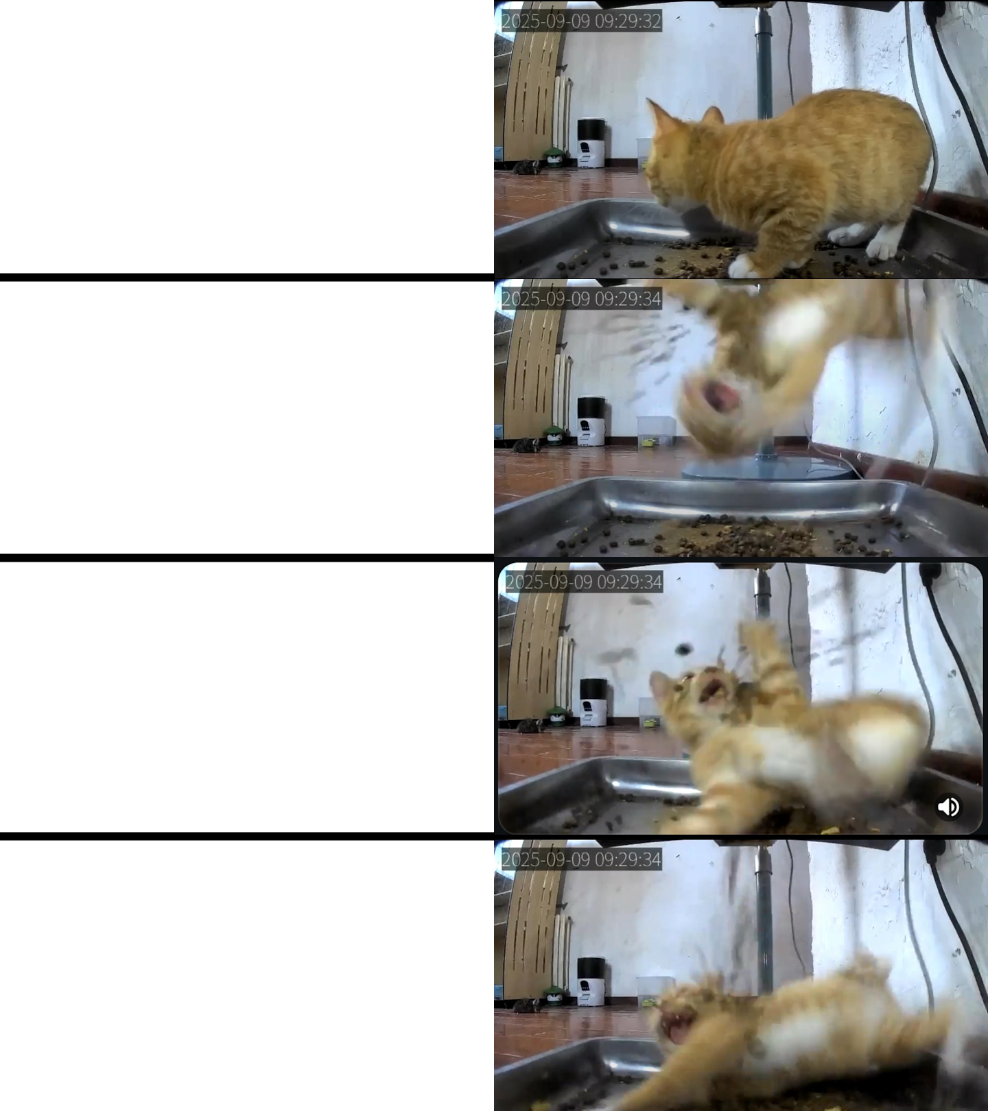 Kibble Kitty Ambush Blank Meme Template