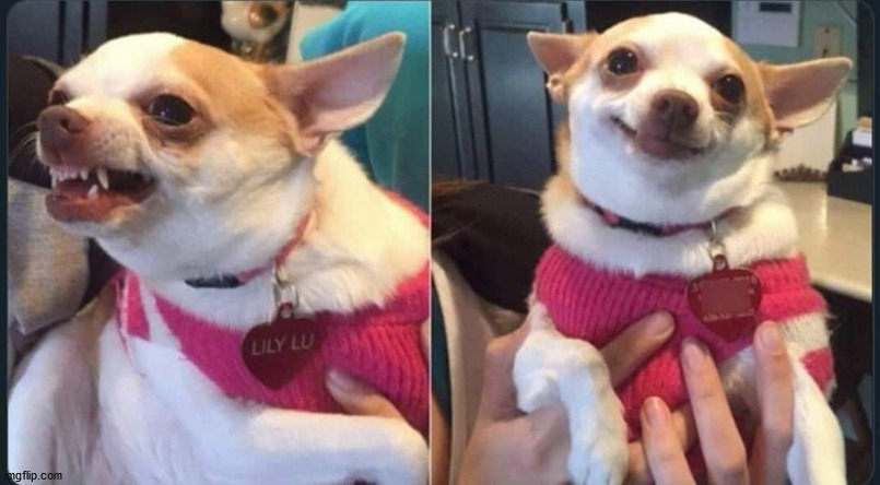 small dog Blank Meme Template