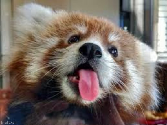 Day 3 of posting a Red Panda image till September 20 | made w/ Imgflip meme maker