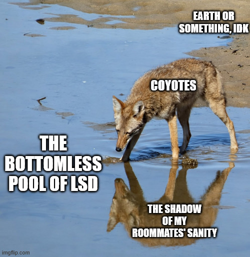 Pool of Coyote | EARTH OR SOMETHING, IDK; COYOTES; THE BOTTOMLESS POOL OF LSD; THE SHADOW OF MY ROOMMATES' SANITY | image tagged in coyote | made w/ Imgflip meme maker