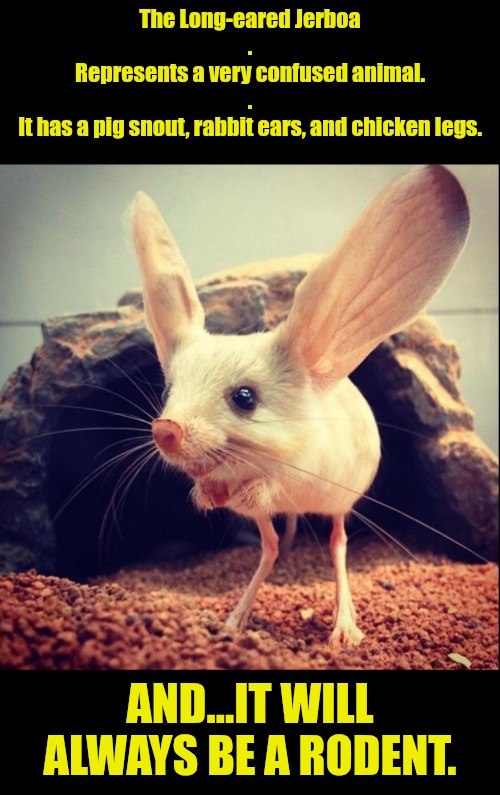 How Disgusting!!! | The Long-eared Jerboa
.
Represents a very confused animal.
.
It has a pig snout, rabbit ears, and chicken legs. AND...IT WILL ALWAYS BE A RODENT. | image tagged in what a putrid animal,get that thing away from me,who made that | made w/ Imgflip meme maker