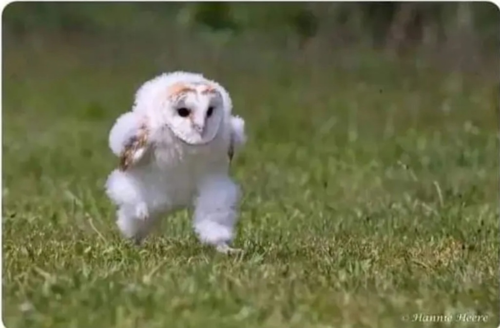 Owl run Blank Meme Template