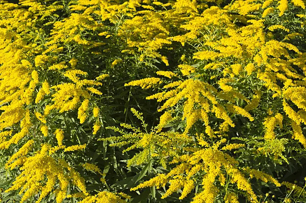 Solidago Blank Meme Template