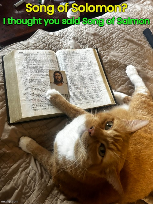 Uh, I was told there would be fish. | Song of Solomon? I thought you said Song of Salmon | image tagged in funny cat memes | made w/ Imgflip meme maker