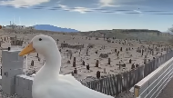 High Quality Souls of the Un-duck Blank Meme Template
