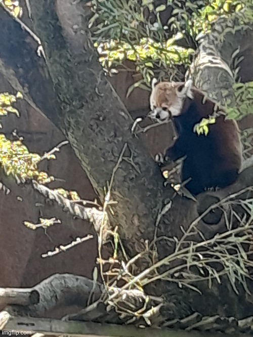 Day 4 of posting a red panda image till Sep 20 | made w/ Imgflip meme maker