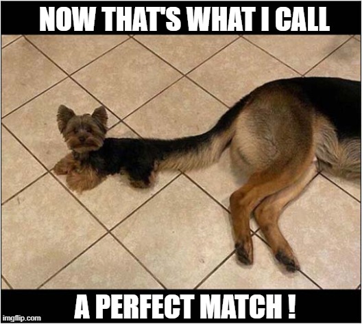 Just A Nice Picture | NOW THAT'S WHAT I CALL; A PERFECT MATCH ! | image tagged in dogs,yorkie,german shepherd | made w/ Imgflip meme maker