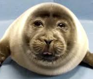 sad seal Blank Meme Template