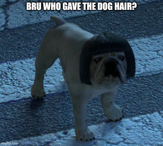 what the dog doing? | BRU WHO GAVE THE DOG HAIR? | image tagged in excuse me what the heck,what the dog doin | made w/ Imgflip meme maker