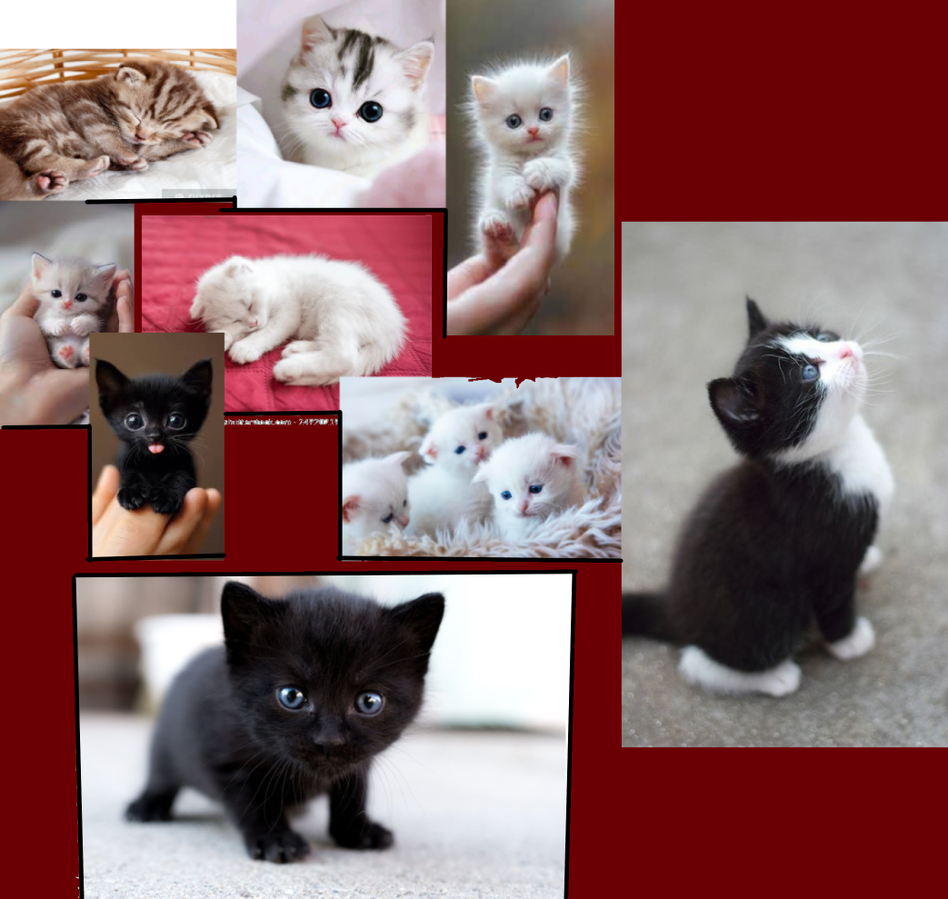 kittens Blank Meme Template