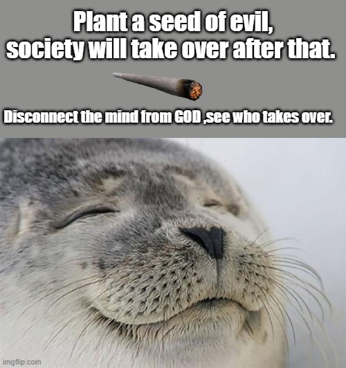 21%+THC, marijuana psychosis | Plant a seed of evil, society will take over after that. Disconnect the mind from GOD ,see who takes over. | image tagged in memes,satisfied seal | made w/ Imgflip meme maker