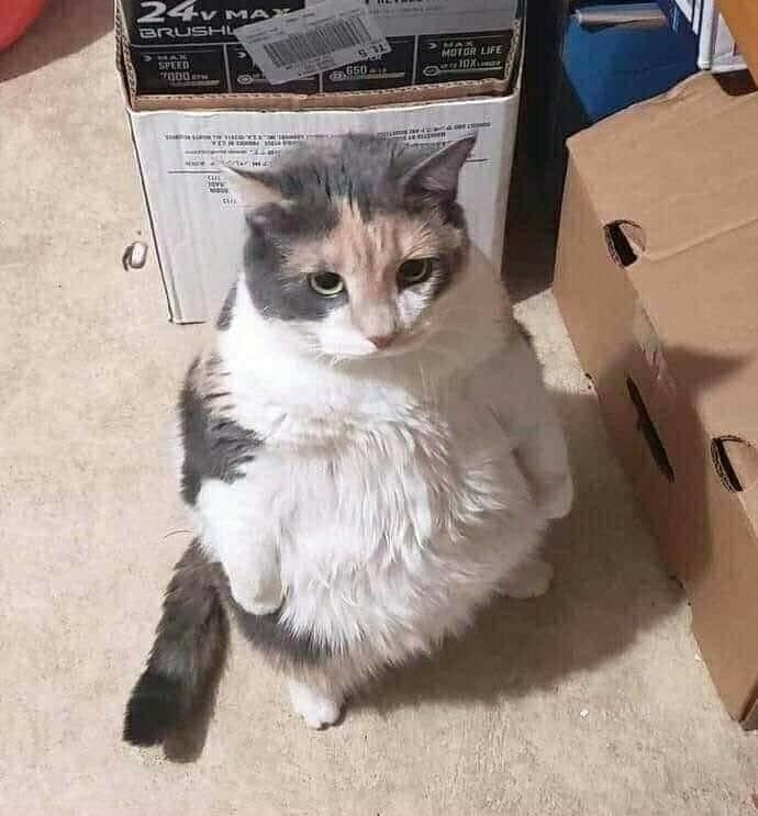 Cat standing up Blank Meme Template