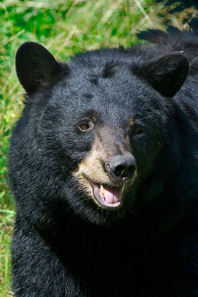 Happy Bear Blank Meme Template