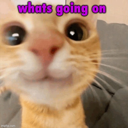 kitty | whats going on | image tagged in him | made w/ Imgflip meme maker