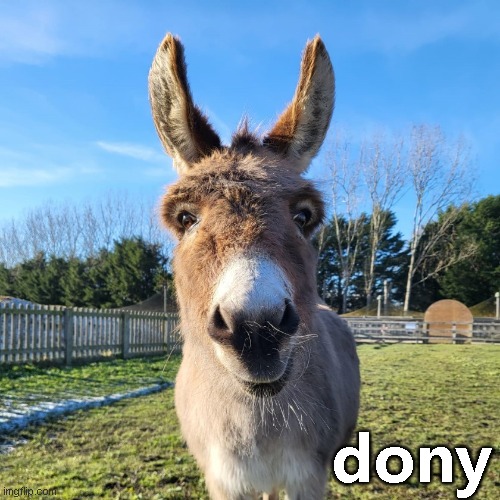 dony | dony | image tagged in dony | made w/ Imgflip meme maker