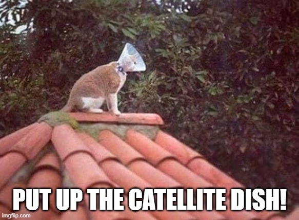 Gets Good Reception | PUT UP THE CATELLITE DISH! | image tagged in cats | made w/ Imgflip meme maker