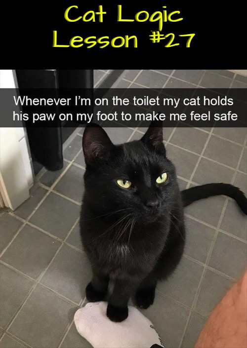 Lesson #27 | Cat Logic Lesson #27 | image tagged in cats,funny cats,life lessons,logic,illogical,weirdo | made w/ Imgflip meme maker