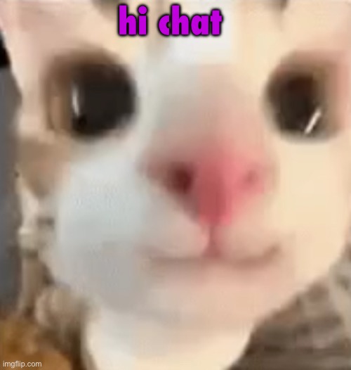hai :3 | hi chat | image tagged in hai 3 | made w/ Imgflip meme maker