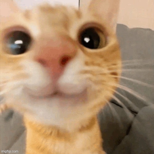 kitty | image tagged in him | made w/ Imgflip meme maker