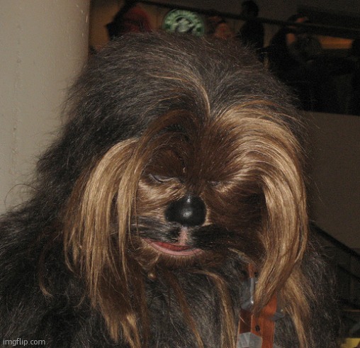 Sad Chewie | image tagged in sad chewie | made w/ Imgflip meme maker