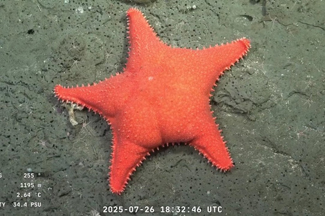 Estrella conicet Blank Meme Template