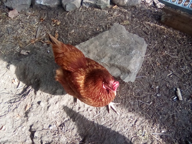 Picture of sugar | made w/ Imgflip meme maker