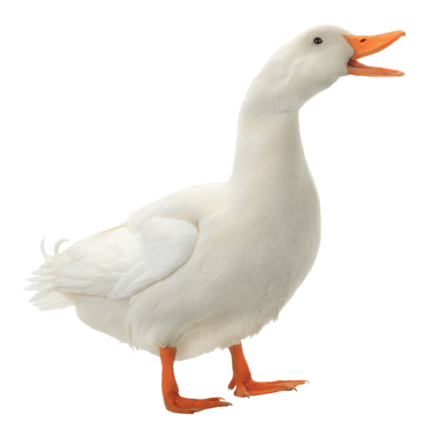 Duck Blank Meme Template