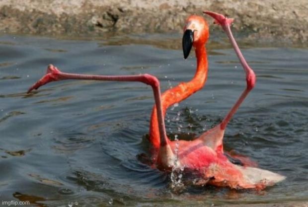 Flamingo Fail | image tagged in flamingo fail | made w/ Imgflip meme maker