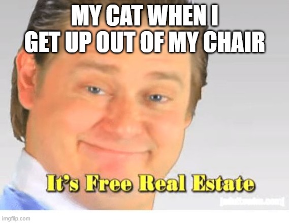 top text | MY CAT WHEN I GET UP OUT OF MY CHAIR | image tagged in it's free real estate | made w/ Imgflip meme maker