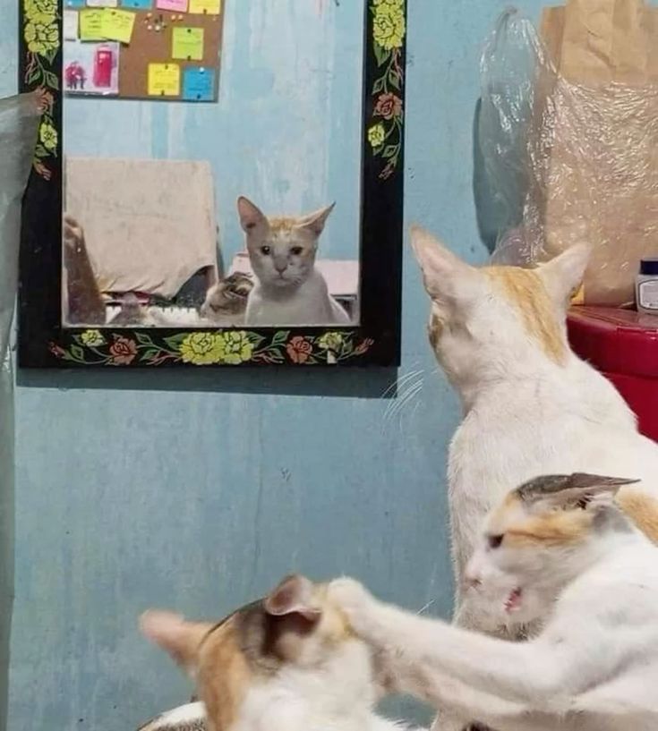 Life choices cat Blank Meme Template